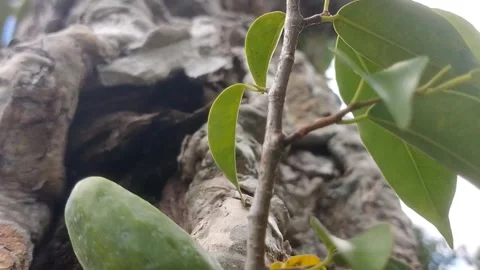 Exotic Texture of an Ancient Frangipani Tree Trunk Stock Footage 330274239