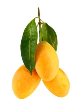 Exotic thai fruit. maprang, marian plum, gandaria, marian mango, plum mango. Stock Photos