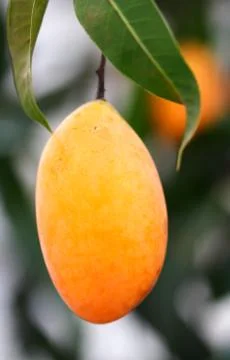 Exotic thai fruit. maprang, marian plum, gandaria, marian mango, plum mango. Stock Photos