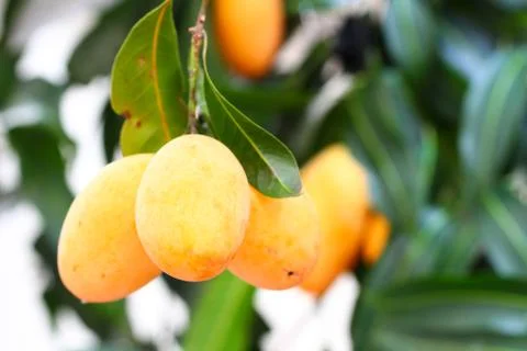 Exotic thai fruit. maprang, marian plum, gandaria, marian mango, plum mango. Stock Photos