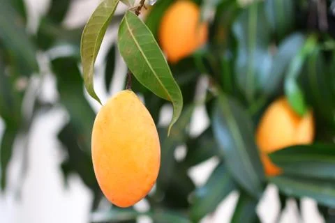 Exotic thai fruit. maprang, marian plum, gandaria, marian mango, plum mango. Stock Photos