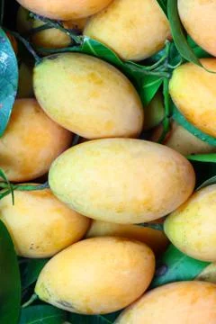 Exotic thai fruit. maprang, marian plum, gandaria, marian mango, plum mango. Stock Photos