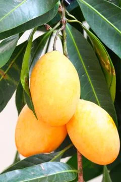 Exotic thai fruit. maprang, marian plum, gandaria, marian mango, plum mango. Stock Photos