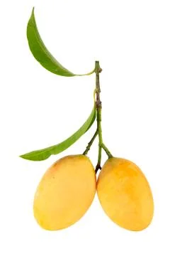 Exotic thai fruit. maprang, marian plum, gandaria, marian mango, plum mango. Stock Photos