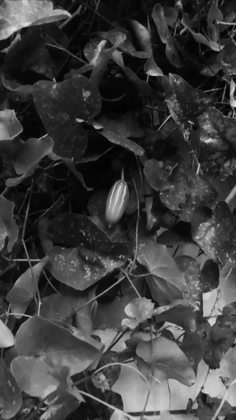 Exotic Tiny Fruit of Ivy Gourd, Vertical BNW 스톡 동영상 297477865