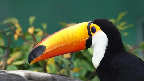 Exotic Toco Toucan bird Stock Footage 162282326