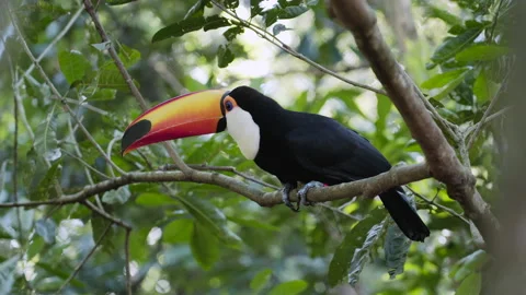 Exotic Toco Toucan Bird in the Wild Near Iguazu Falls, Brazil Stock Footage 201875299