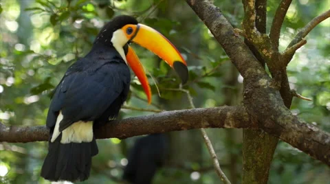 Exotic Toucan Bird in Natural Setting Video stock 51394286