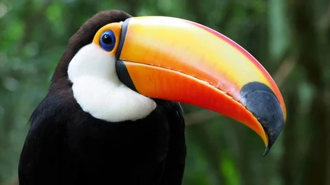 Exotic Toucan Bird in Natural Setting, Extreme Close Up Video stock 89612518