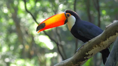 Exotic Toucan Bird Taking Flight in Natural Setting, Foz do Iguacu, Brazil Stock Footage 61142547