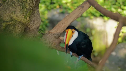 Exotic Toucan Bird On A Tree Branch Stock Footage 273230307