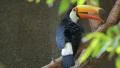 Exotic Toucan Bird,Brazil, Perched, Sitting On A Branch HD Footage