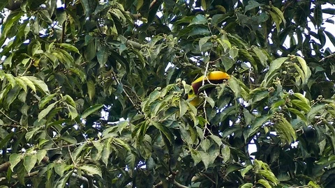 Exotic toucan foraging in broad-leaf tree in Panama - part 1 of 4 Stock Footage 123671970