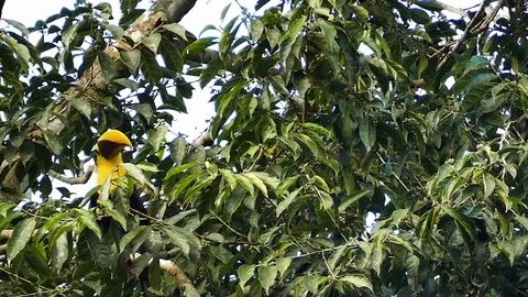Exotic toucan foraging in broad-leaf tree in Panama - part 2 of 4 Stock Footage 123671994