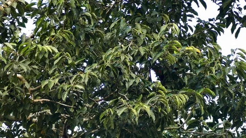 Exotic toucan foraging in broad-leaf tree in Panama - part 4 of 4 Stock Footage 123672433