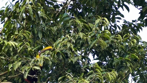 Exotic toucan foraging in broad-leaf tree in Panama - part 3 of 4 Stock Footage 123672559