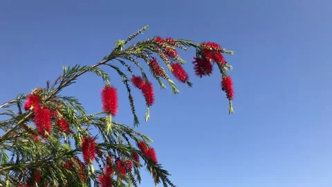 Exotic tree bee Video stock 151699013