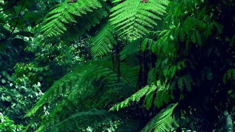 Exotic tree with big wide spread branches against vividly green dense rainforest Stock Footage 75005507