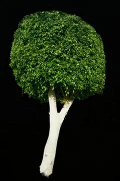 Exotic tree on black background Stock Photos