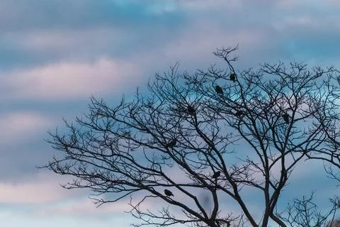 Exotic tree at dusk with bare branches and little birds, pastel clouds in t.. Stock Photos