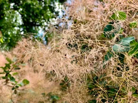 Exotic tree in the garden Foto stock