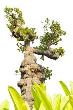 Exotic tree isolated on white Stock Photos