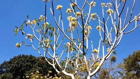 Exotic Tree with Long Pods Under a Blue Sky Video stock 340017449