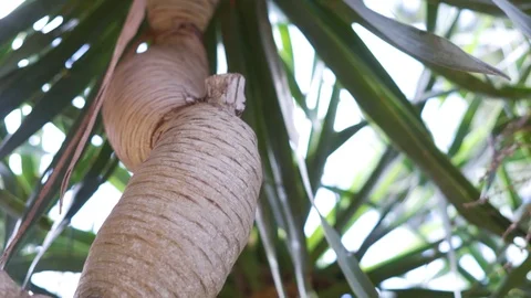 Exotic tree in the middle east Vidéo 125057669