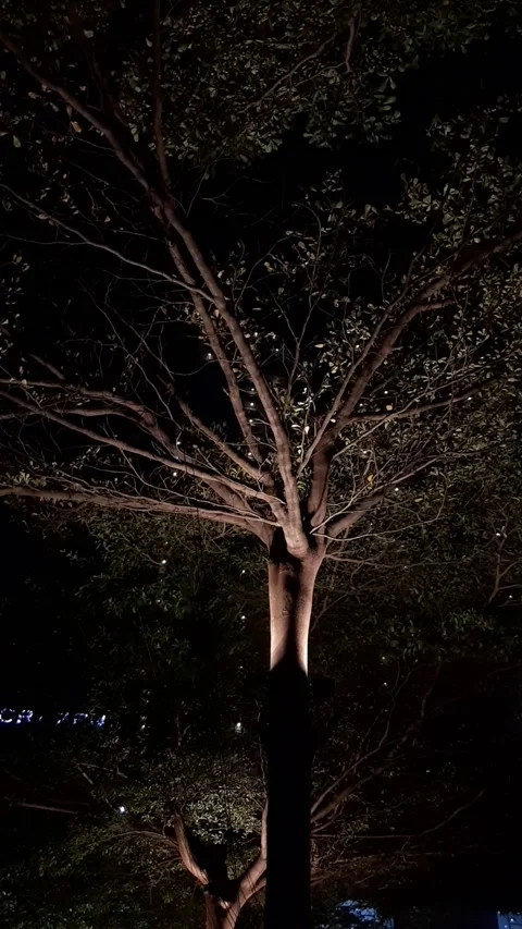 Exotic Tree, Night View in Vertical Footage Stock Footage 337794192
