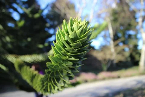 Exotic Tree Stock Photos