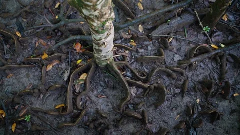 Exotic tree roots twisting in mud of swamp Stock Footage 307877599