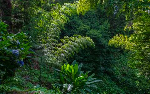 Exotic trees and flowers in the botanical garden in Batumi Stock Photos