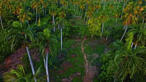 Exotic trees and their shadows on green grass in the rainforest in the morning. Stock Footage 279575921