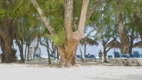 Exotic Trees on a beach with beach chairs scattered around Stock Footage 108523940