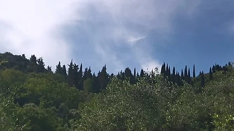 Exotic trees high in the mountains Stock-Footage 308631758