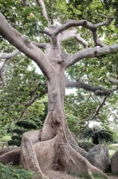 Exotic trees Stock Photos