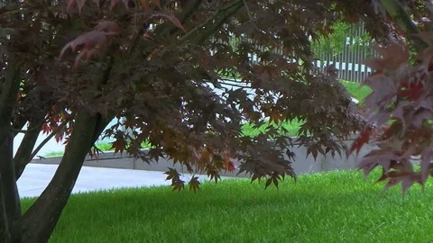 Exotic trees with red leaves Stock Footage 109200602