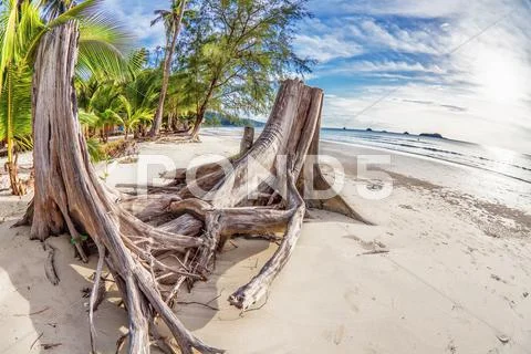 Exotic tropical beach. Stock Photos