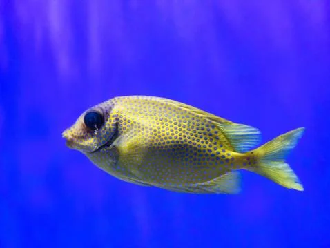 Exotic Tropical Fish with Spots Pattern 写真素材