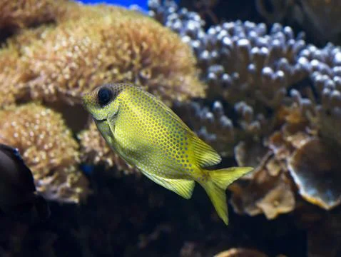 Exotic Tropical Fish with Spots Pattern Foto stock