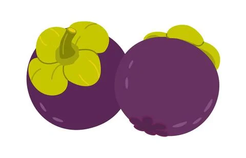 Exotic tropical fruit packaging element featuring pair of whole mangosteens. Ilustração Stock