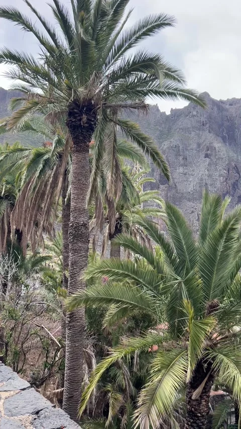 Exotic tropical garden with view to mountains on Canary Islands, Tenerife Stock Footage 312986010
