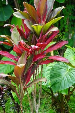  exotic tropical landscape on java island Fotos de archivo