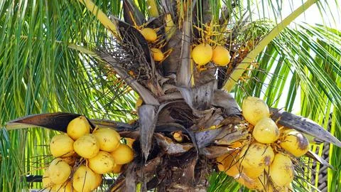  exotic tropical landscape on java island 写真素材