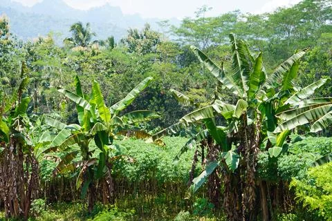  exotic tropical landscape on java island Stockfoto's