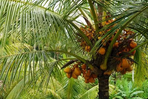  exotic tropical landscape on java island Foto stock