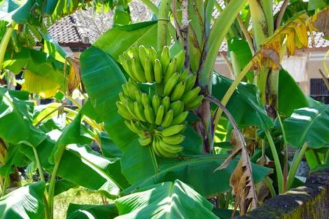  exotic tropical landscape on java island Stock Photos