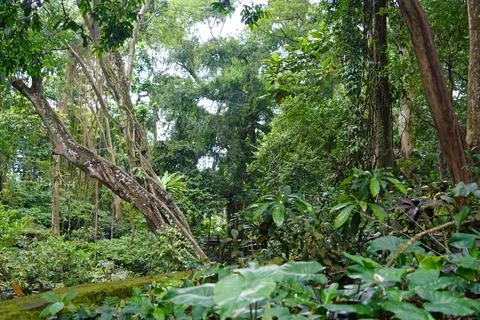  exotic tropical landscape on java island Foto stock