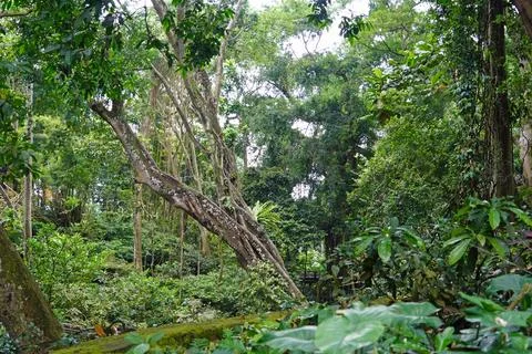  exotic tropical landscape on java island Foto stock