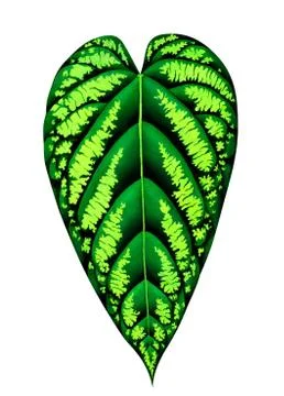 Exotic tropical leaf isolated on white background. Watercolor illustration. Stock Illustration